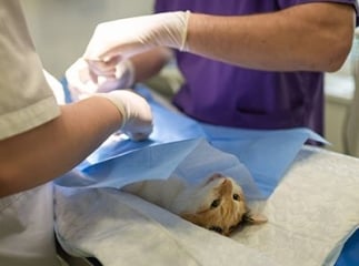 hospitalisation d’un chat